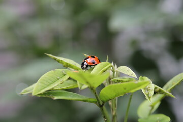 Naklejka premium A ladybug stays on a green leaf.