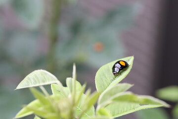 A ladybug stays on a green leaf.