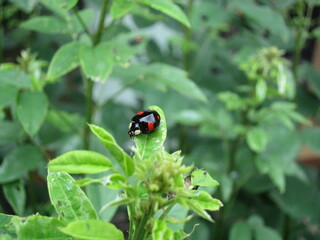 A ladybug stays on a green leaf.