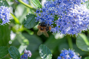 Tree bumblebee (Bombus hypnorum) collecting nectar on a blue flower in the sunshine
