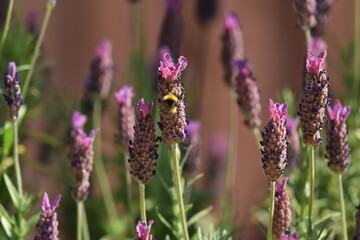 close up of bee on lavender flower
