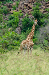 Girafe, Giraffa Camelopardalis, Parc national Kruger, Afrique du Sud