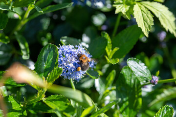 Tree bumblebee (Bombus hypnorum) collecting nectar on a blue flower in the sunshine