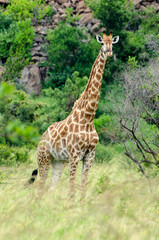 Girafe, Giraffa Camelopardalis, Parc national Kruger, Afrique du Sud