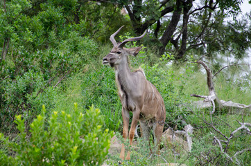 Grand koudou, Tragelaphus strepsiceros, mâle, Parc national Kruger, Afrique du Sud