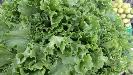 fresh green lettuce