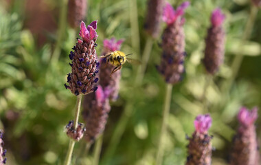 bee in flight on lavender flower