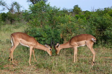 Impala, male, Aepyceros melampus