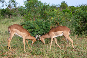 Impala, male, Aepyceros melampus