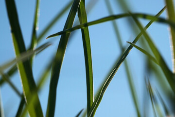Natural background for design. Macro and closeups texture of flowers, grass, stones, herbs, plants. Ecological teams and patterns