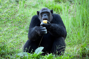 Common Chimpanzee sitting next in the Nature.