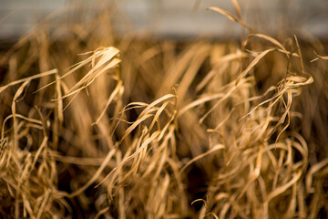 Wilted Grass, concept environmental problem in the city