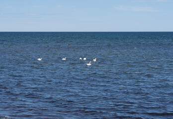 White swans swimming in the sea and searching for food. Nature background.