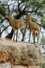 Oréotrague, klipspringer, Oreotragus oreotragus, Afrique du Sud