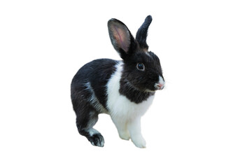 rabbit isolate beautiful easter bunny