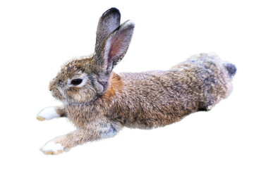rabbit isolate beautiful easter bunny