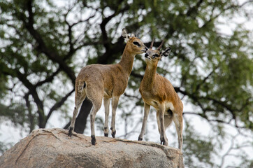 Oréotrague, klipspringer, Oreotragus oreotragus, Afrique du Sud