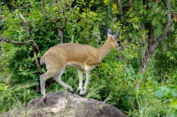 Oréotrague, klipspringer, Oreotragus oreotragus, Afrique du Sud