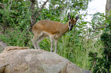 Oréotrague, klipspringer, Oreotragus oreotragus, Afrique du Sud