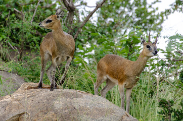 Oréotrague, klipspringer, Oreotragus oreotragus, Afrique du Sud
