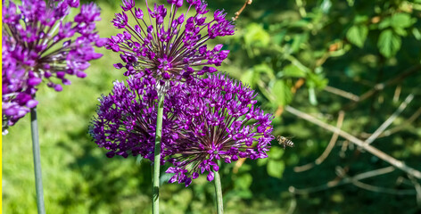 little bee is flying above a decorative onion for nectar