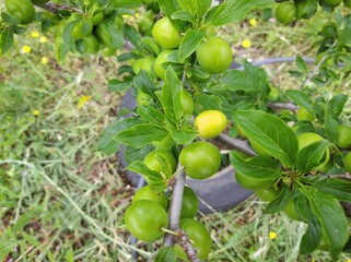 immature fruit of plums on a branch