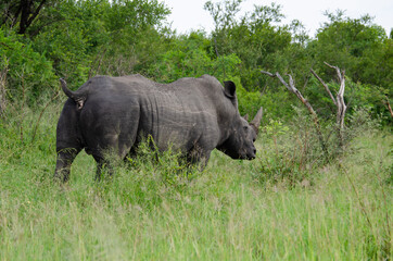 Fototapeta premium Rhinocéros blanc, white rhino, Ceratotherium simum, Parc national Kruger, Afrique du Sud