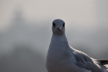 close up of a seagull