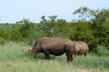 Fototapeta premium Rhinocéros blanc, white rhino, Ceratotherium simum, Parc national Kruger, Afrique du Sud