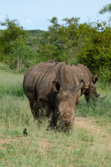 Fototapeta premium Rhinocéros blanc, white rhino, Ceratotherium simum, Parc national Kruger, Afrique du Sud