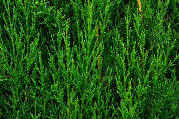 Allover even pattern from trimmed hedge plants cypress fence. Nature greenery background poster...