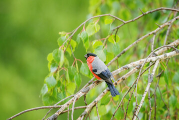 Bullfinch on the birch tree branch at summer day time.