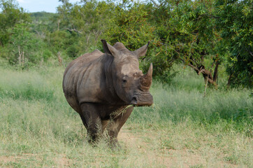 Obraz premium Rhinocéros blanc, white rhino, Ceratotherium simum, Parc national Kruger, Afrique du Sud