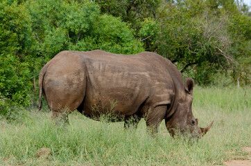 Fototapeta premium Rhinocéros blanc, white rhino, Ceratotherium simum, Parc national Kruger, Afrique du Sud