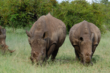 Fototapeta premium Rhinocéros blanc, white rhino, Ceratotherium simum, Parc national Kruger, Afrique du Sud