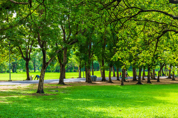 Fototapeta na wymiar Green meadow with tree in city public park after rainy