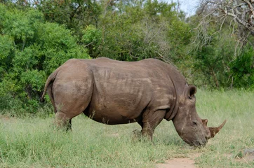 Foto op Plexiglas Rhinocéros blanc, white rhino, Ceratotherium simum, Parc national Kruger, Afrique du Sud © JAG IMAGES