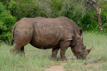 Foto op Plexiglas Rhinocéros blanc, white rhino, Ceratotherium simum, Parc national Kruger, Afrique du Sud © JAG IMAGES