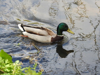 ptak kaczka krzyzowka wraz z piskletami w nurcie rzeki biala w miescie bialystok na podlasiu w polsce © Jacek Sakowicz
