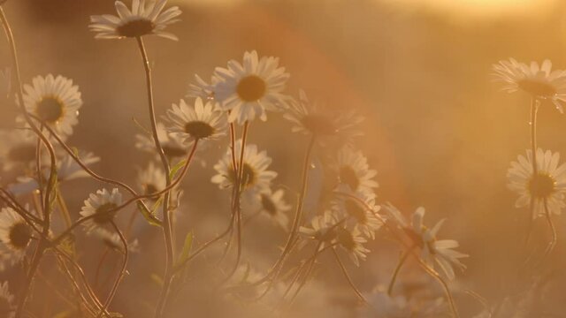 Wildflower Daisy In Wind At Sunset Close Up