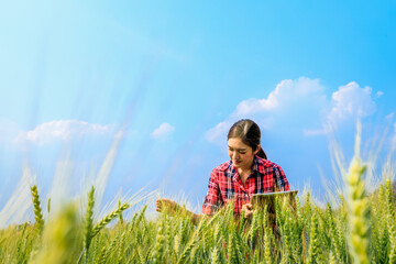 asian Farmer women and tablet holding hand checking quality of barley rice