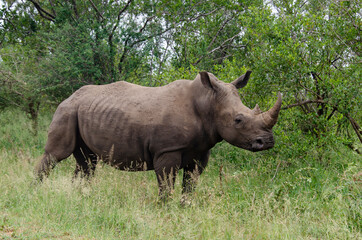 Fototapeta premium Rhinocéros blanc, white rhino, Ceratotherium simum, Parc national Kruger, Afrique du Sud