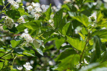 A white butterfly with black stripes sits on a white flower on a sunny summer day. Close-up photos of nature in natural light. Insect pests in agriculture.