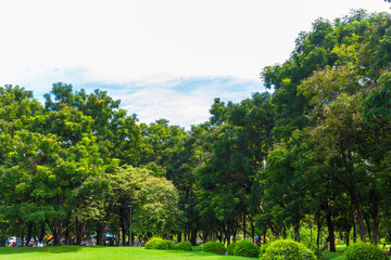 Green meadow with tree in city public park after rainy
