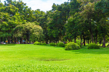 Fototapeta na wymiar Green meadow with tree in city public park after rainy