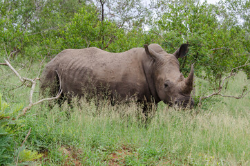 Naklejka premium Rhinocéros blanc, white rhino, Ceratotherium simum, Parc national Kruger, Afrique du Sud