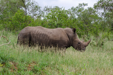 Fototapeta premium Rhinocéros blanc, white rhino, Ceratotherium simum, Parc national Kruger, Afrique du Sud