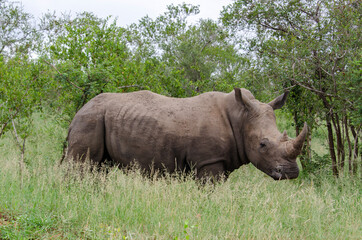 Fototapeta premium Rhinocéros blanc, white rhino, Ceratotherium simum, Parc national Kruger, Afrique du Sud