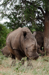 Fototapeta premium Rhinocéros blanc, white rhino, Ceratotherium simum, Parc national Kruger, Afrique du Sud
