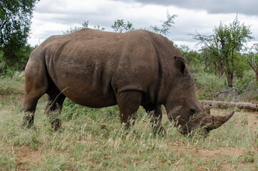 Fototapeta premium Rhinocéros blanc, white rhino, Ceratotherium simum, Parc national Kruger, Afrique du Sud